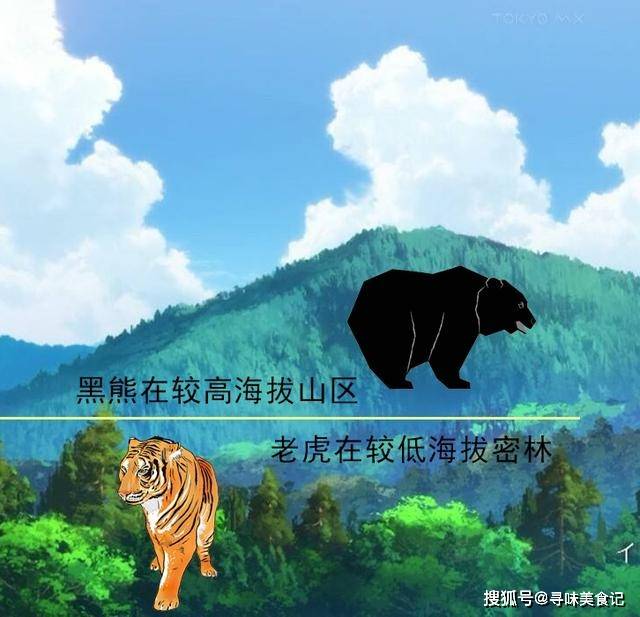 原创辟谣:野猪,黑熊并不比老虎厉害,一猪二熊三老虎不是实力的排序