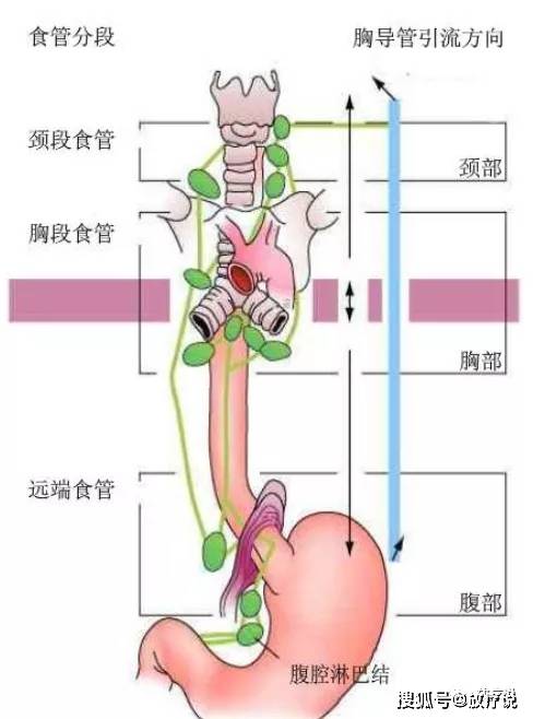 原创淋巴引流食管癌的放射治疗解剖