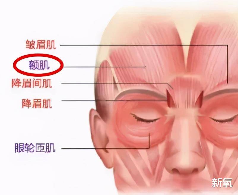 先来分析一下乔欣的眉部问题:明显的倒八字眉,眉部上方肌肉的褶皱感