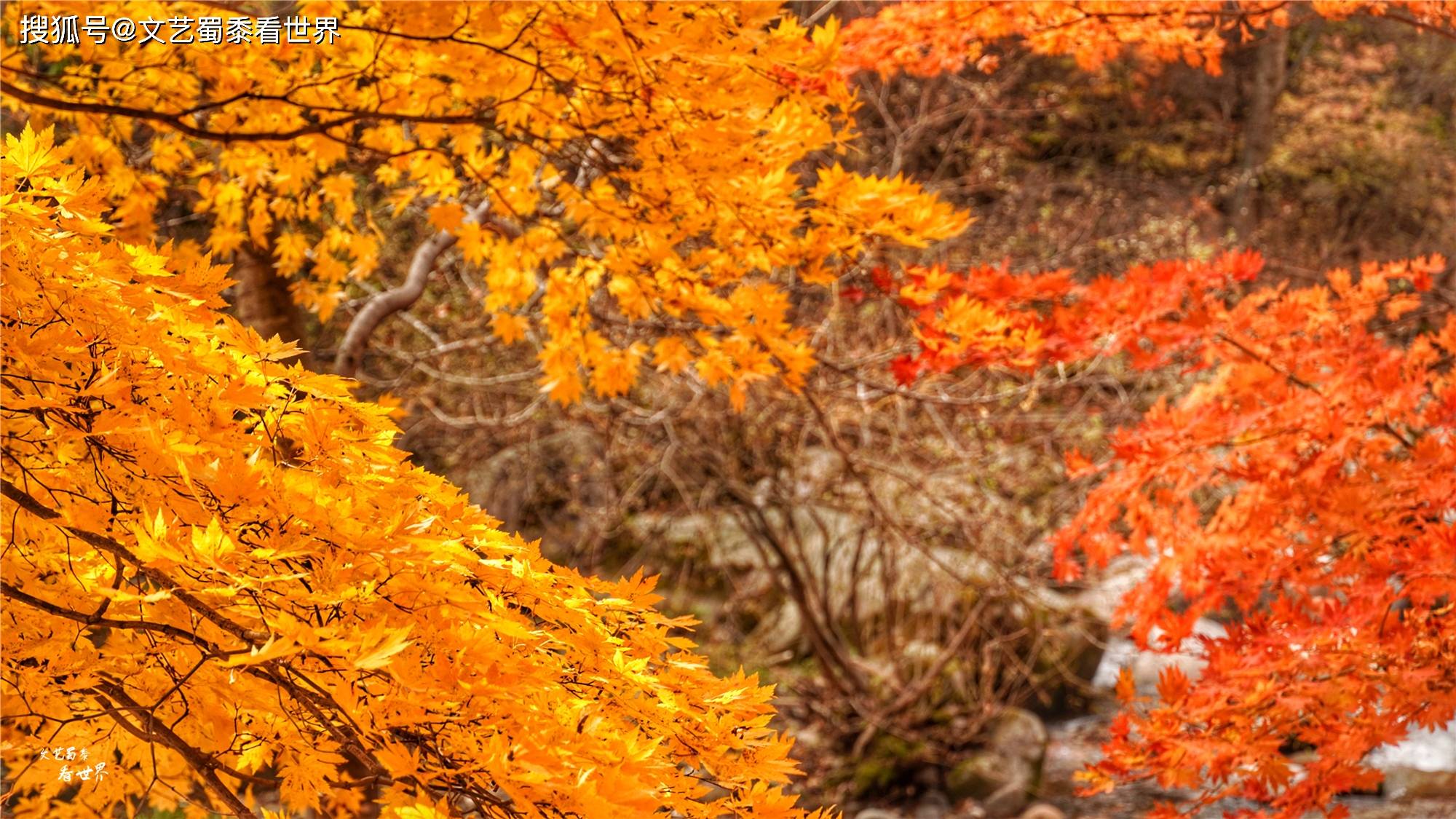 原创本溪有一个可以自驾游览的景区,观赏红叶绝美,今年秋天不能错过
