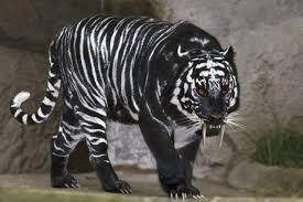 原创印保护区发现一只罕见黑虎谁知道历史上我国也发现过黑虎