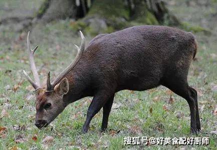 最近100年在我国灭绝的15种最美的野生动物