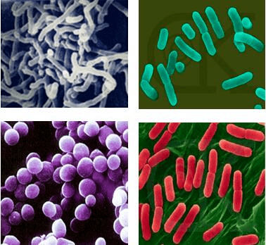 揭秘:肠道细菌默默为我们做的4件事