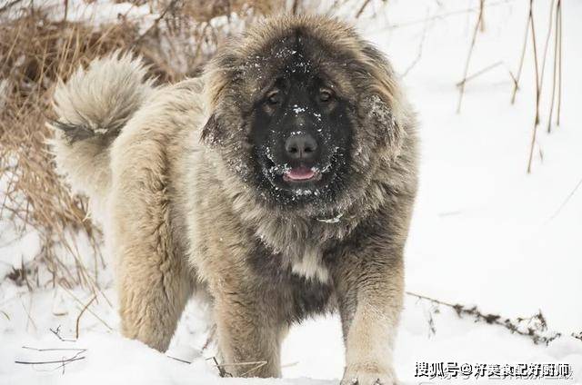 原创6种单挑最强的猛犬,藏獒上榜,第一名对战不输野狼