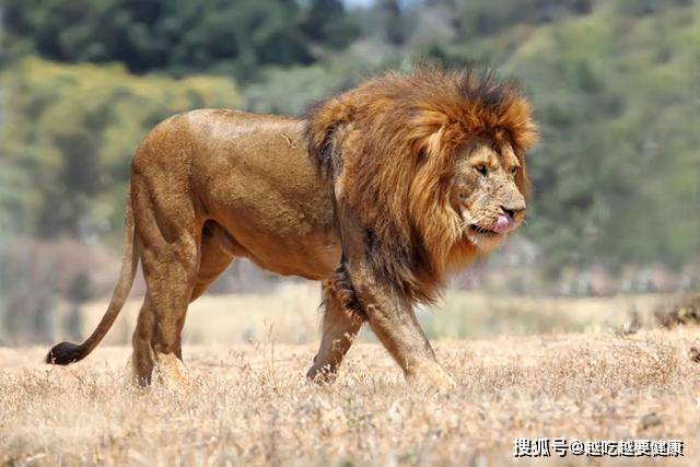 很多人觉得雄狮的体型不应该这么小,在网上随便一搜得到的答案也都在