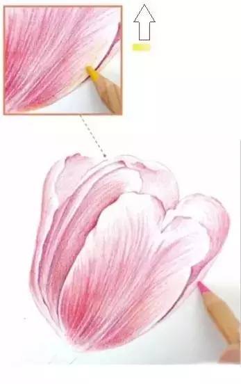 郁金香绘画步骤彩铅绘画教程