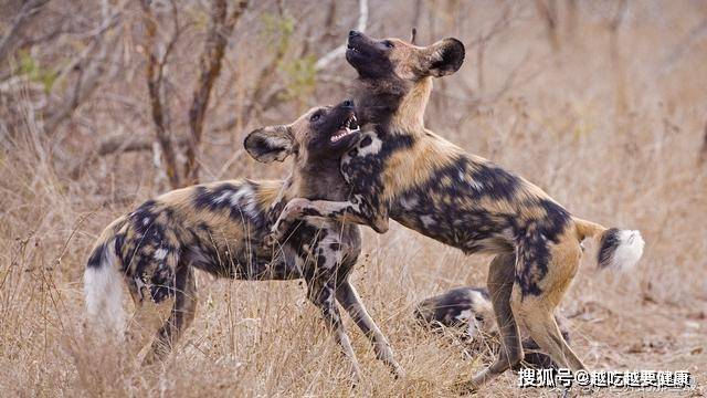 非洲野狗都经常欺负狮子,如果换成老虎它还敢吗?_鬣狗