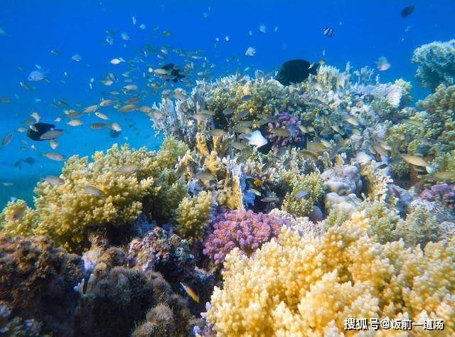 原创大堡礁珊瑚白化现象打破记录,第六次生物大灭绝已经来临?