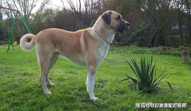 原创世界上最大的猛犬:犬界单挑无对手,实力直逼北美灰狼