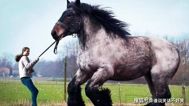 这种身强力壮的"万马之王"就是夏尔马,那么它们到底有什么过人的本领