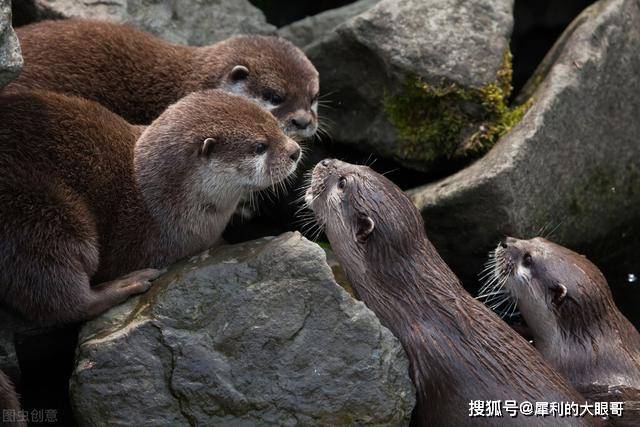 美洲豹偷袭水獭幼崽,水獭父母舍身救子,最终美洲豹仓皇逃跑