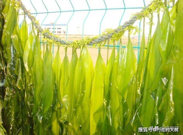 原创海藻养殖碳负性作物能帮助我们恢复海洋生态吗