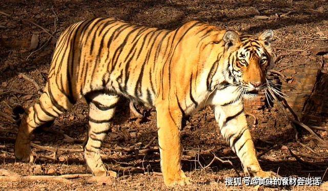 在犬科家族里它们奸名远播体型小却能让老虎都害怕