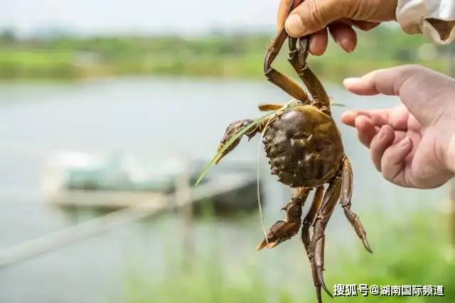 1973年,湖南省首次从上海崇明岛引进中华绒螯蟹到长沙湘湖渔场进行扣