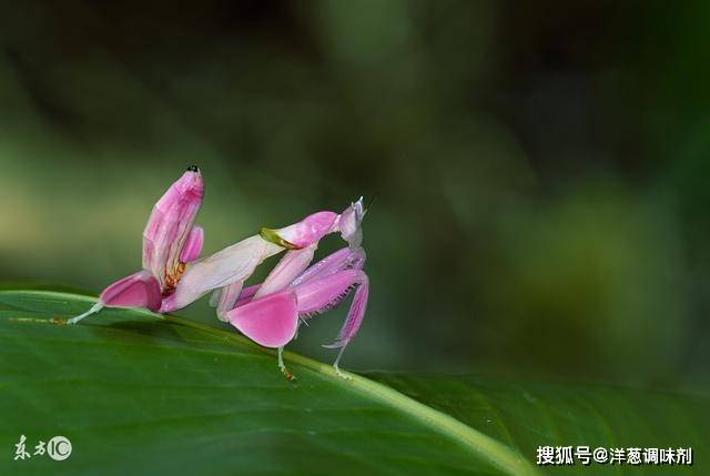 兰花螳螂:集美丽和恐怖于一身的奇特物种,雄性经常被雌性吃掉!