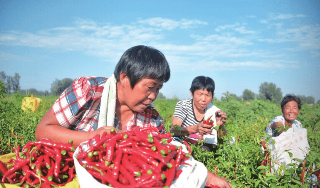 望都辣椒:一粒辣椒种子成长到中国辣都