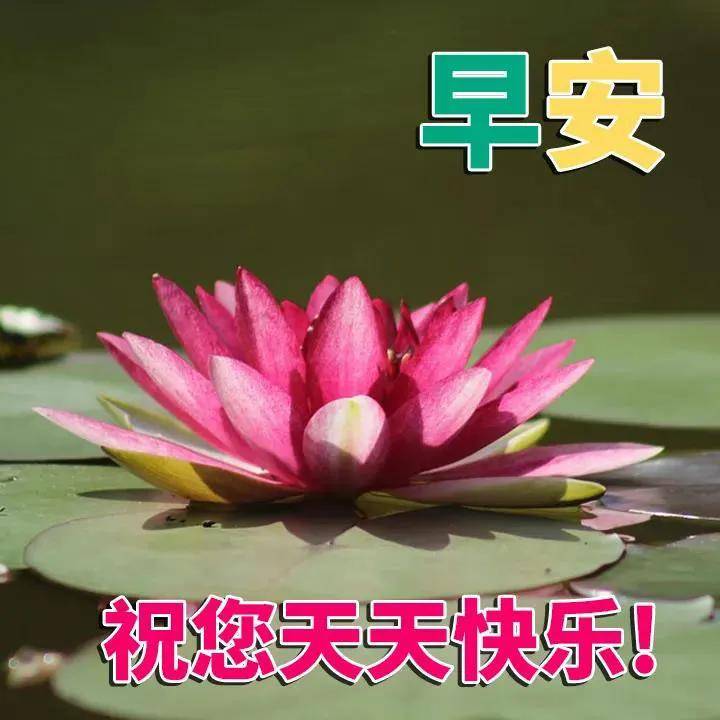 原创8张创意唯美早安早上好祝福语图片大全免打字秋日清晨早安问候语