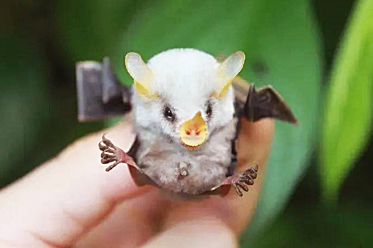 原创一说到蝙蝠,大家都会谈虎色变,但这种蝙蝠却以"小可爱"著称!