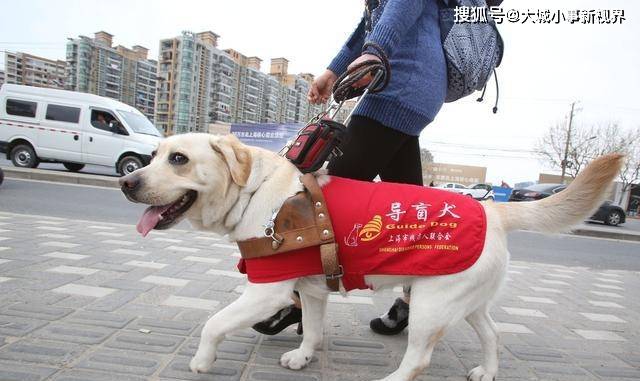 珠海一酒店拒绝导盲犬入住,民警当场发飙:珠海不属于中国?