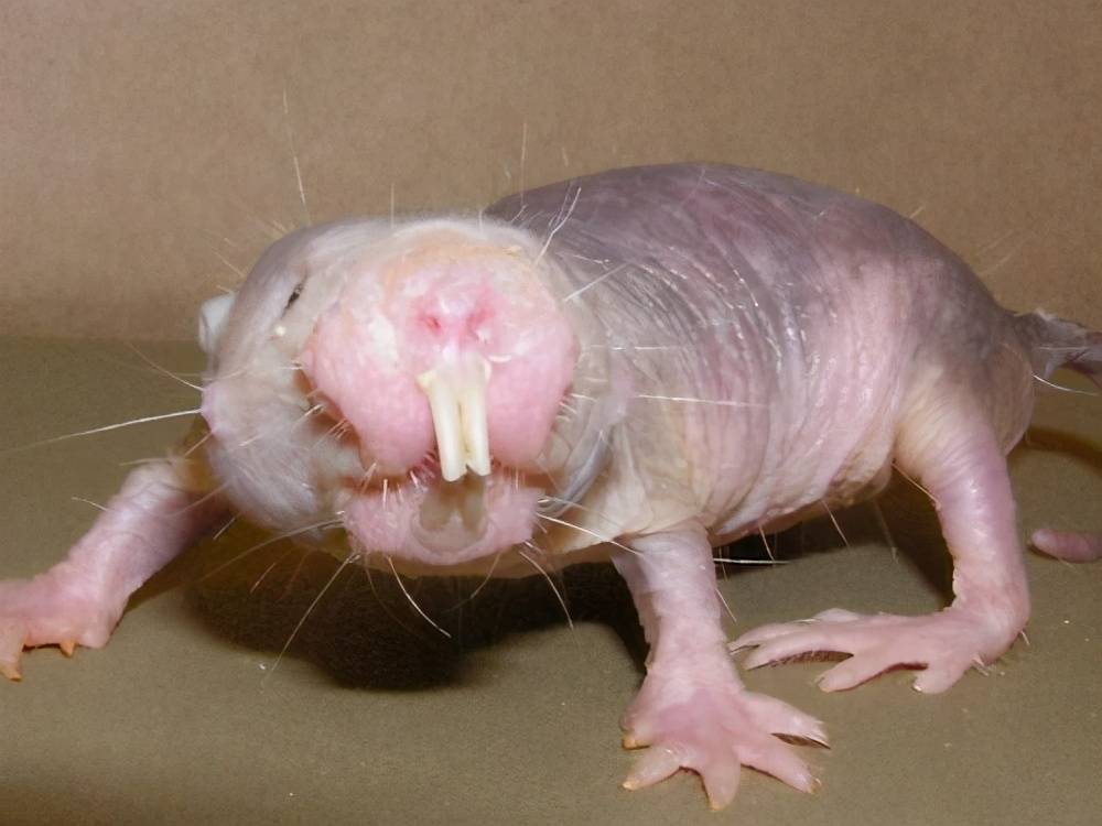 裸鼹鼠成最丑的鼠类,不怕癌症,长寿又命硬
