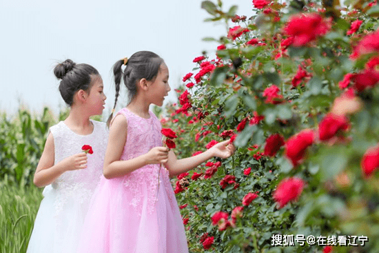 "玫瑰经济"开花结果 沈阳辽中六间房镇释放乡村新活力