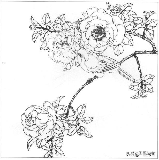 高清工笔花鸟白描图谱分享