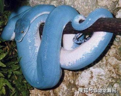 原创它被称为蛇中的西施,外型小巧可爱,一条售价需300万人民币