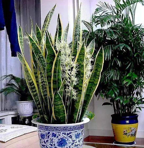 虎皮兰的叶片肥厚油绿,是常见的家庭盆栽绿植,但是咱们在养虎皮兰的