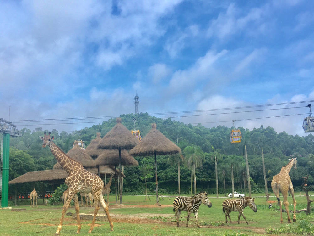 全国动物种群最多,最大的野生动物主题公园,是国家级aaaaa景区