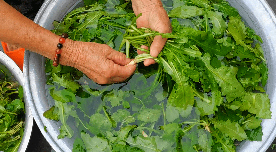 现在不但苦菜,蒲公英鲜嫩翠绿招人喜爱,像荠菜,麦漏,鸟布菜长得都比