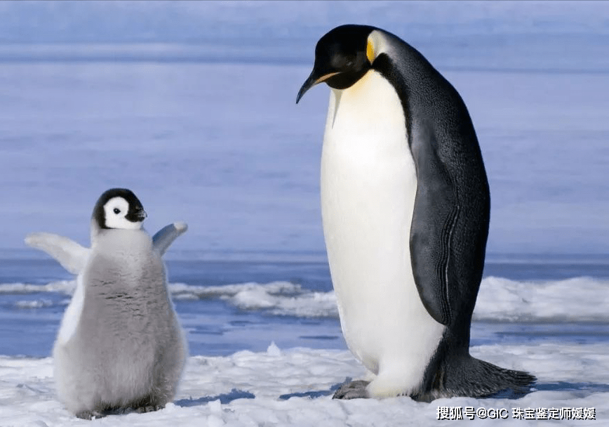 憨态可掬的企鹅用翡翠来塑造,栩栩如生的质感,可爱之!