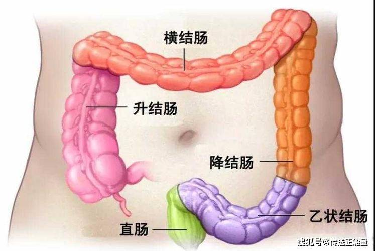 大多数的大肠癌患者都会出现腹痛的情况, 主要是因为肚子当中有包块