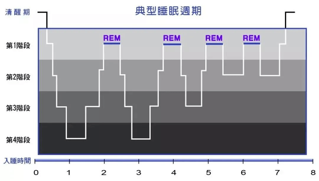 经研究发现,人们的睡眠是呈现一定的周期和阶段性规律的.