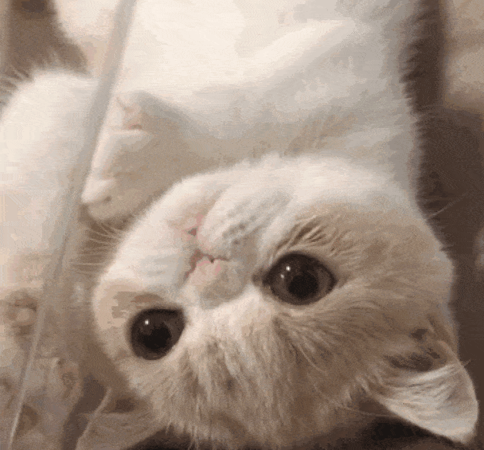 700_651gif 动态图 动图