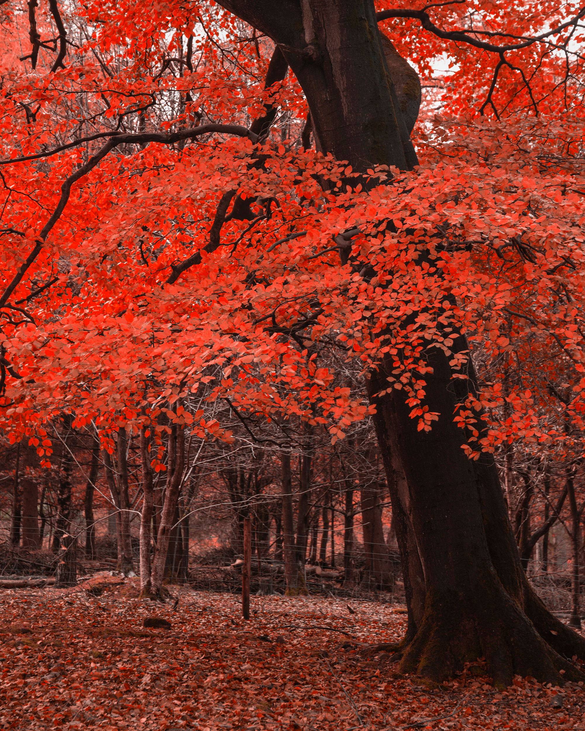红色才是中国秋天的主打色!这17处枫叶观赏地,总有一个能惊艳你