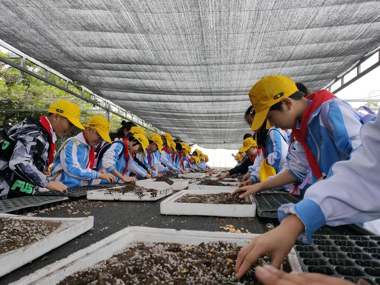 澧县一完小桃花滩分校研学实践促发展劳动教育显成效