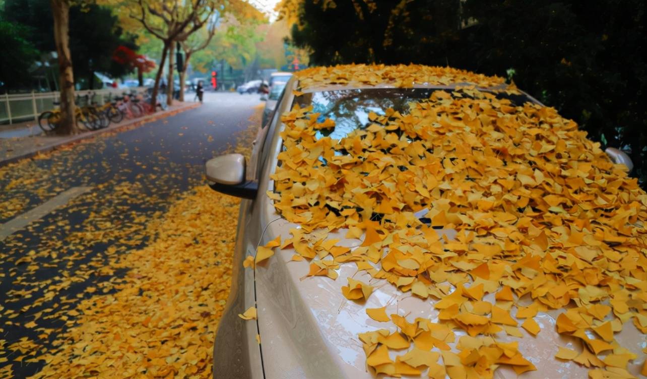 秋季雨后树叶落在车上,对车子有哪些损害?