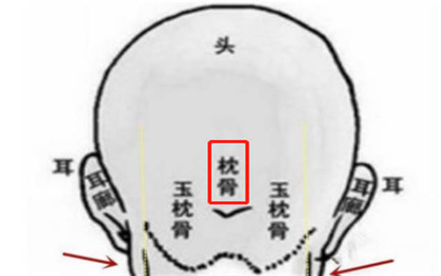 原创俗话说头生九龙骨早晚必显贵九龙骨指什么