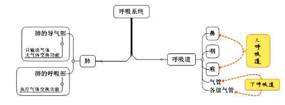 (1)肺小叶:肺的基本结构和功能单位.(2)肺泡:气体交换的主要场所.