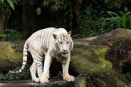 科小文狮城游记之新加坡动物园