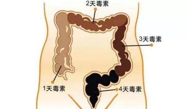 宁波博仕胃肠病医院 肠道毒素累积的危害