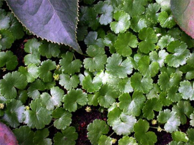 田边一种植物叫"崩大碗",外形像缺口铜钱,小姨认出它是积雪草