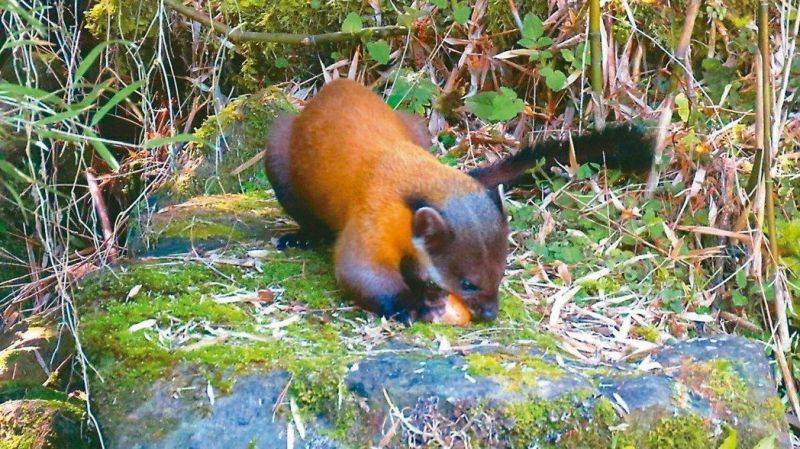 首次顶级食肉兽黄喉貂惊现武夷山能捕野猪它有多凶猛