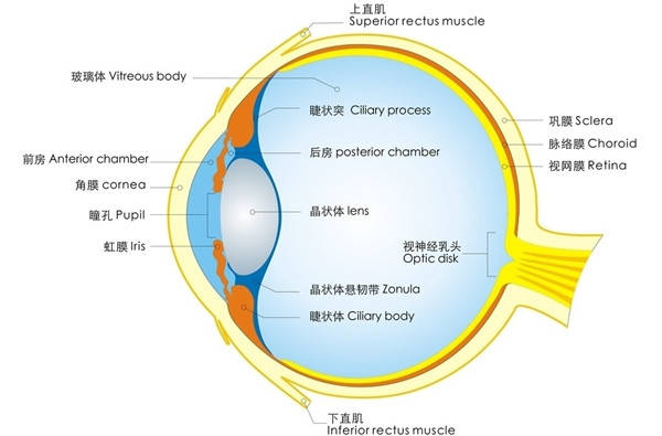 10月20日 星期三 每日护眼小知识