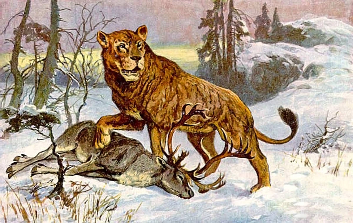 东北亚相传出现过"远东巨虎",体重超800千克,后被证实是洞狮