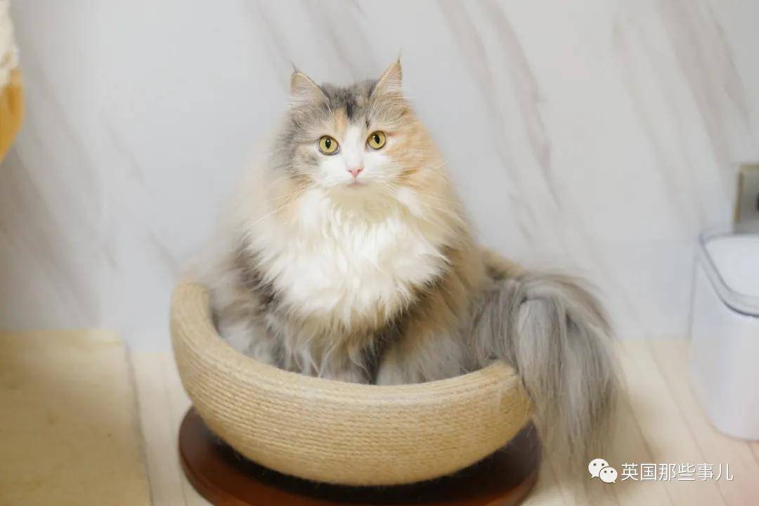 妹子养了只挪威森林猫,天一冷就膨胀,这气质是仙女没错了