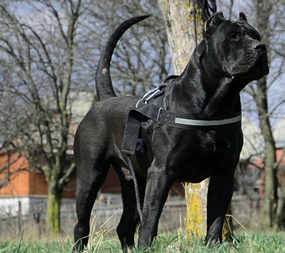 它就是来自西班牙加纳利群岛的加纳利獒犬,又称为普雷萨犬,是一种体型