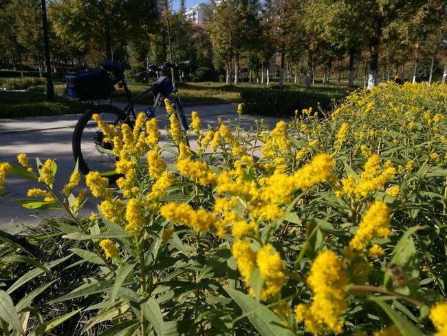 危害不输水葫芦加拿大一枝黄花入侵我国还在不断扩散中