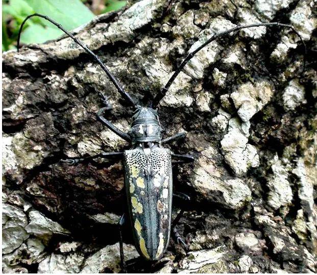 com云斑天牛batocera lineolata在我国湖南,湖北,山东,四川,贵 州,山