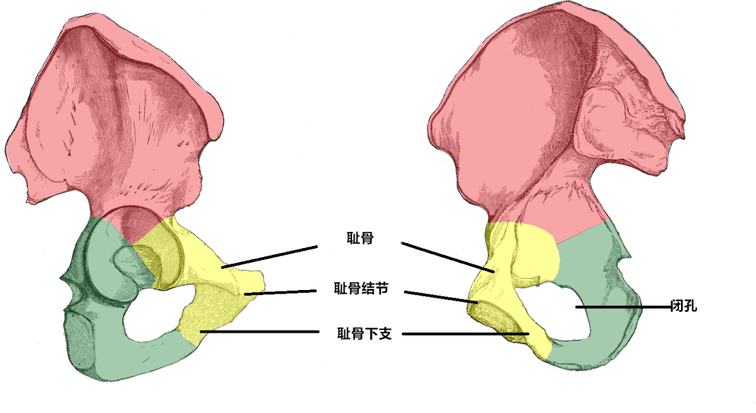 耻骨结节到中线的粗钝上缘为耻骨嵴,可在体表扪到.